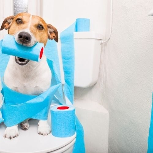 _ Toilet Won’t Flush in Northern Kentucky DIY Fixes, Internal Parts, and When to Call a Plumber- pets-Neiheisel Plumbing